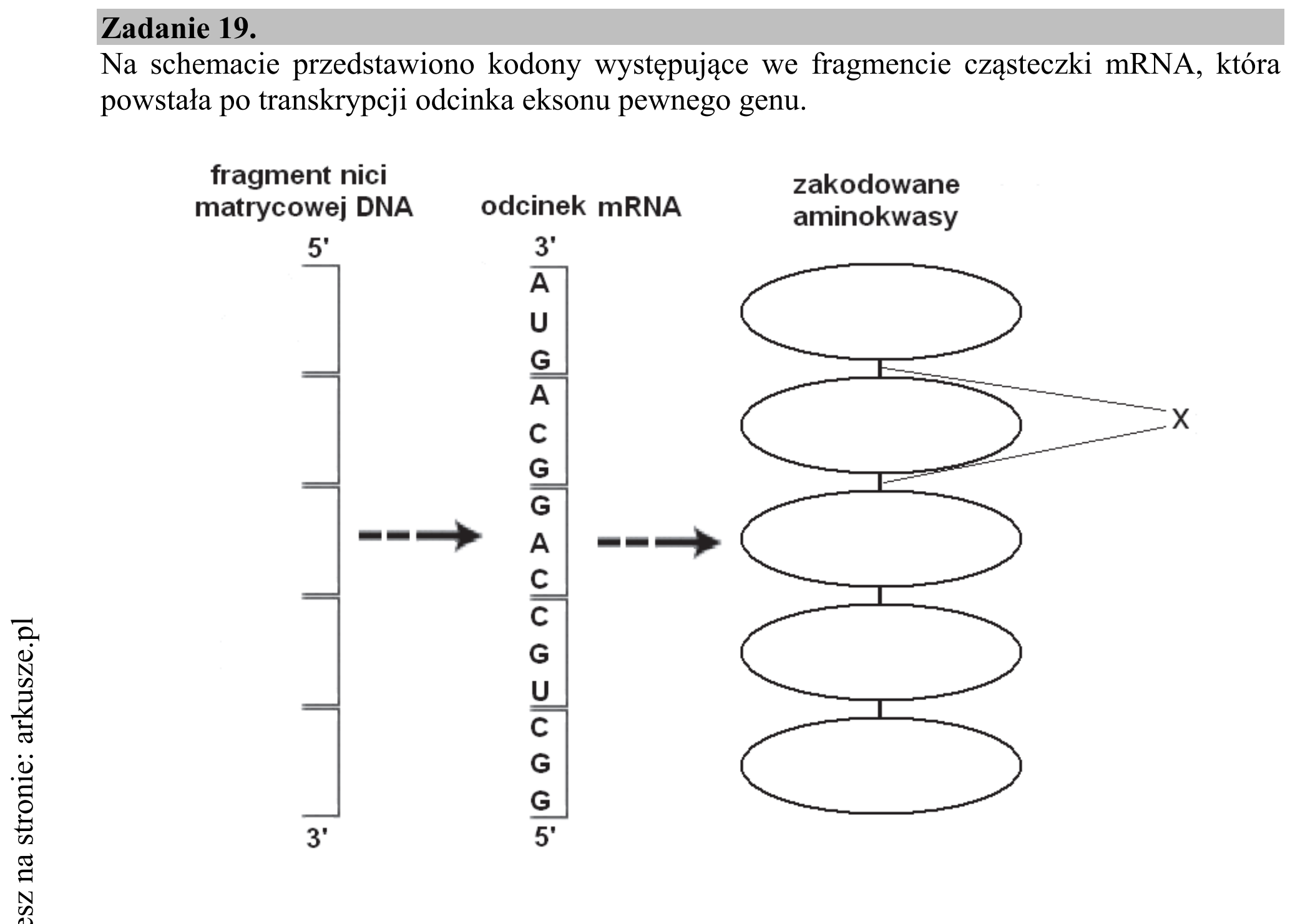 Matura dodatkowa, czerwiec 2015, wstęp zadania 19