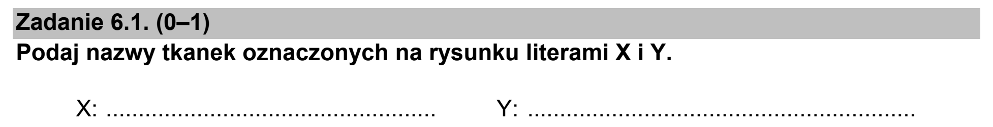 Matura dodatkowa, czerwiec 2021, zadanie 6.1