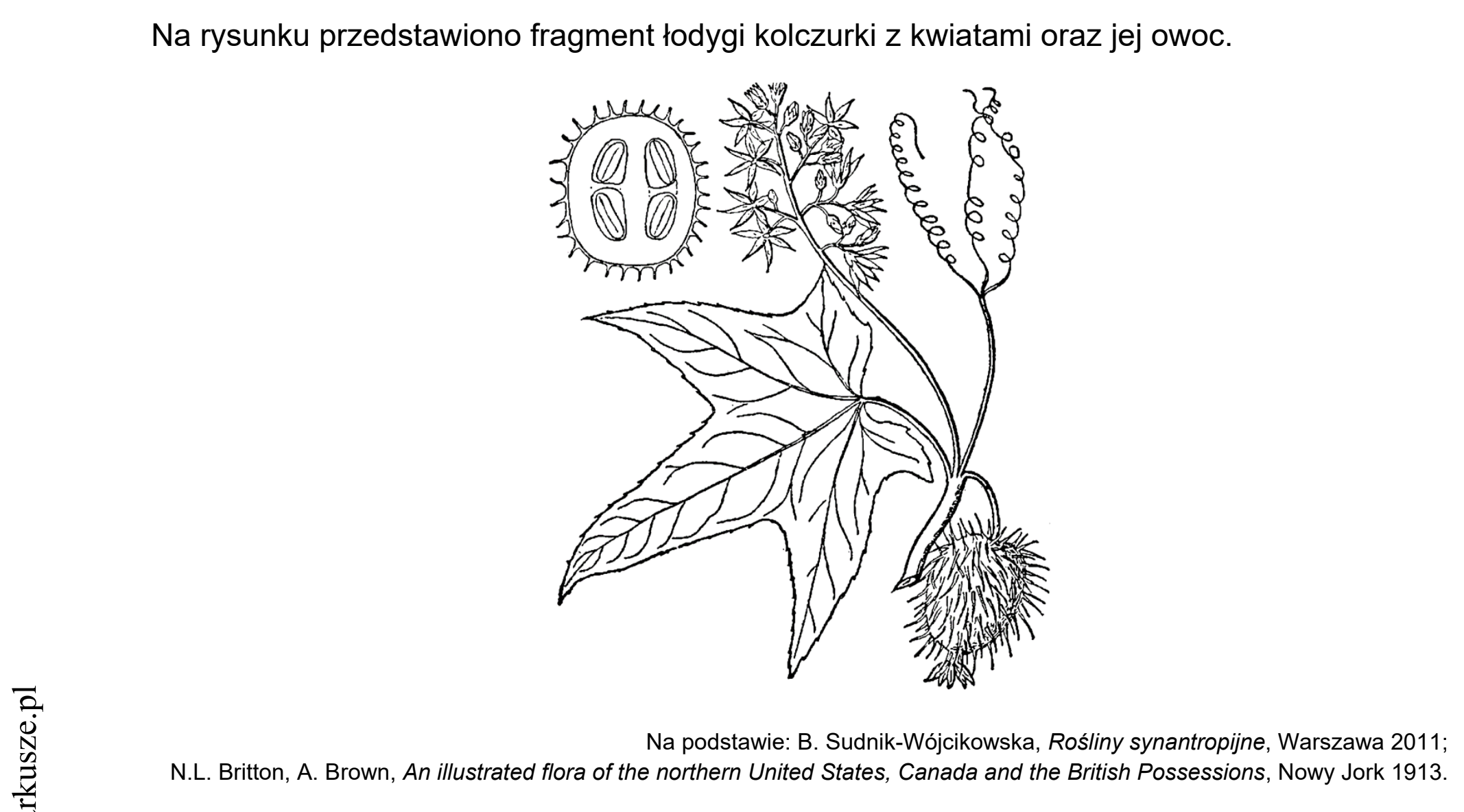 Matura dodatkowa, czerwiec 2021, wstęp zadania 7, fragment 2