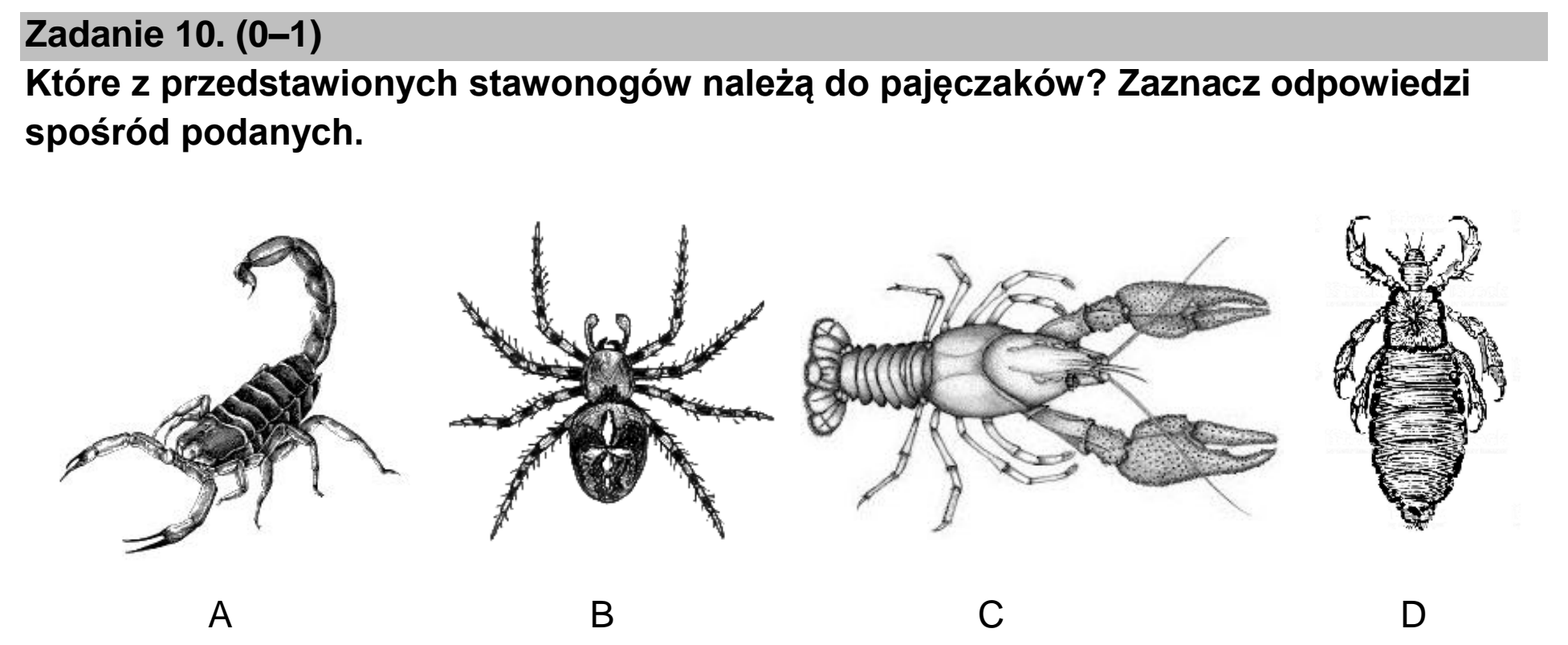 Matura dodatkowa, czerwiec 2022, podgląd zadania 10