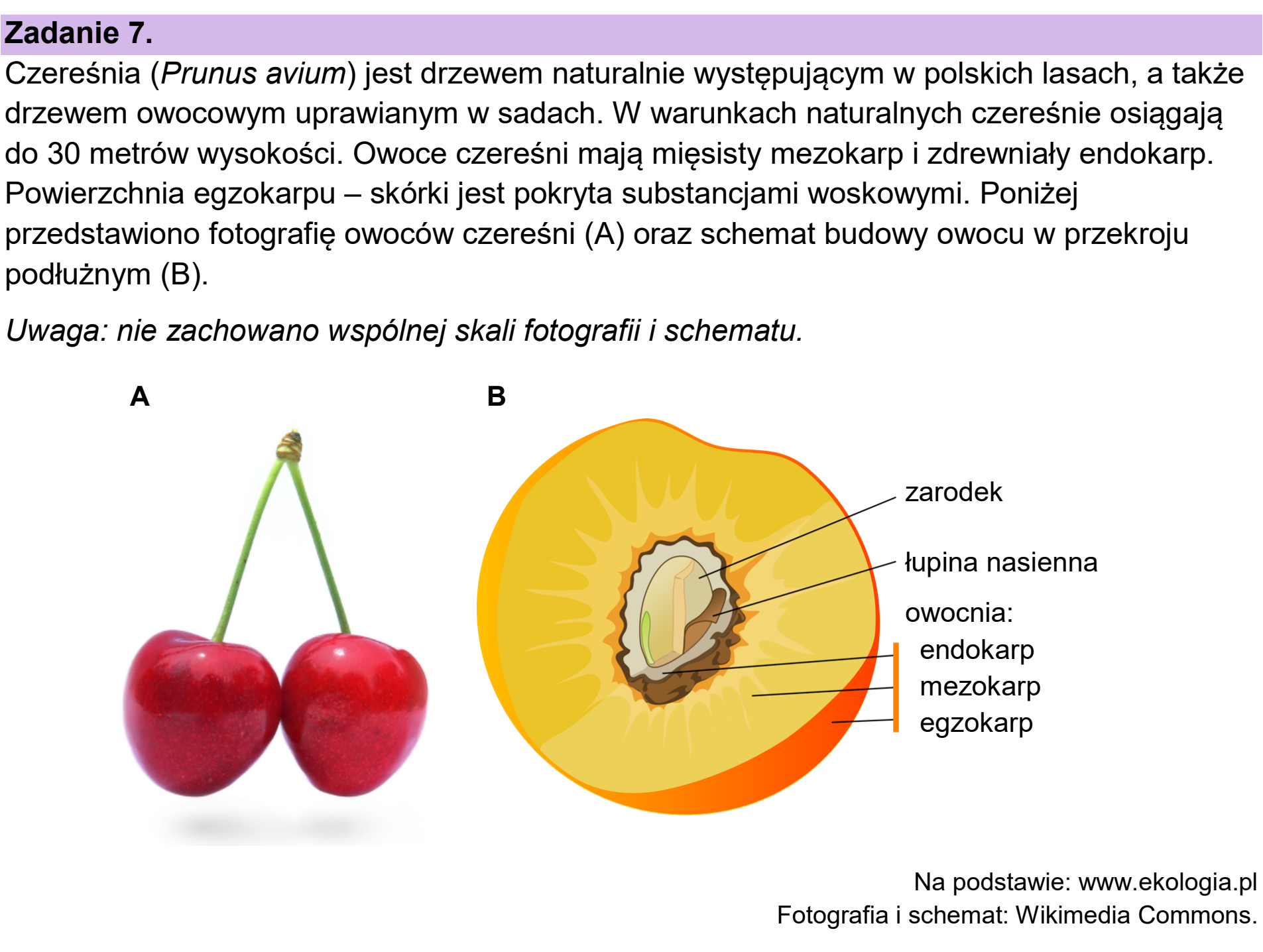 Matura dodatkowa, czerwiec 2024, wstęp zadania 7