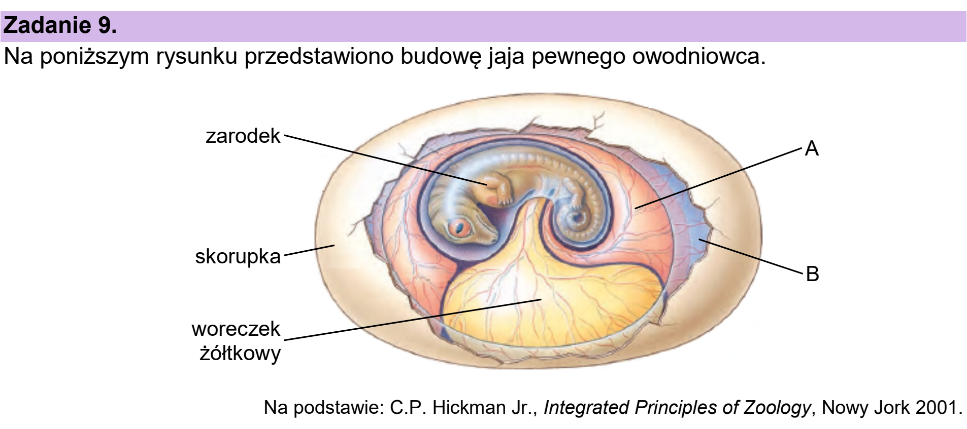 Matura dodatkowa, czerwiec 2025, wstęp zadania 9