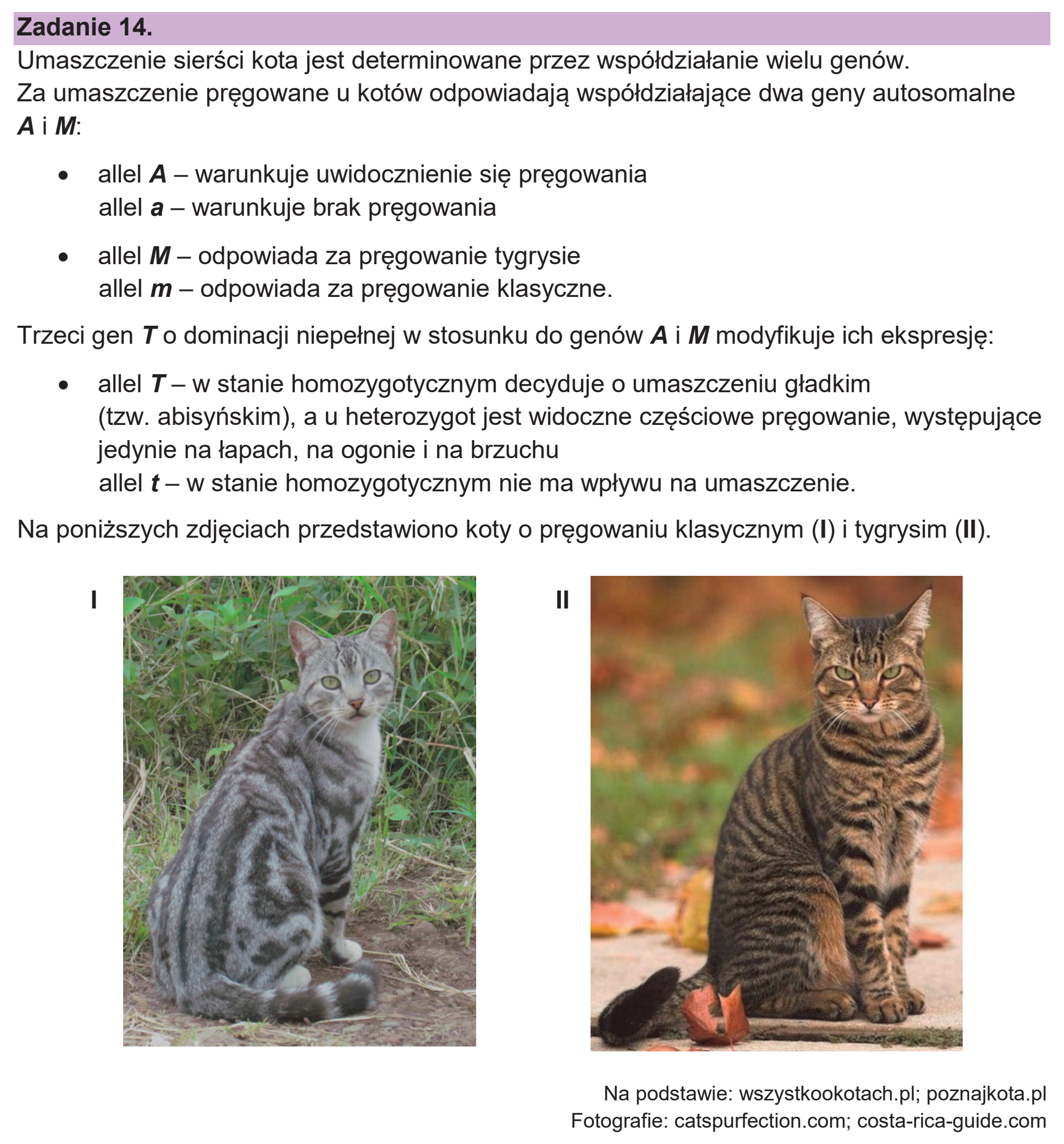 Matura dodatkowa, czerwiec 2026, wstęp zadania 14